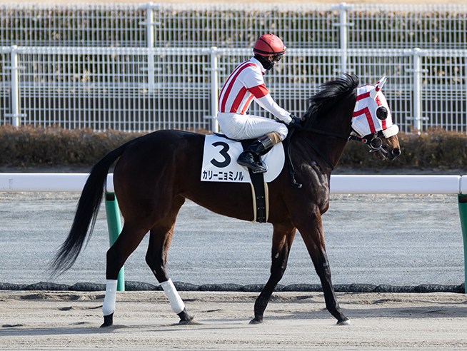 カリーニョミノル 競走馬データ詳細 Spaia Ai競馬